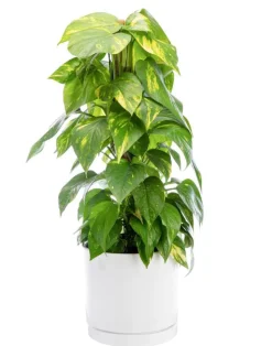 Discount BOTANIC® Pothos doré vert sur tuteur mousse en pot blanc émaillé . Le pot Ø 24 cm