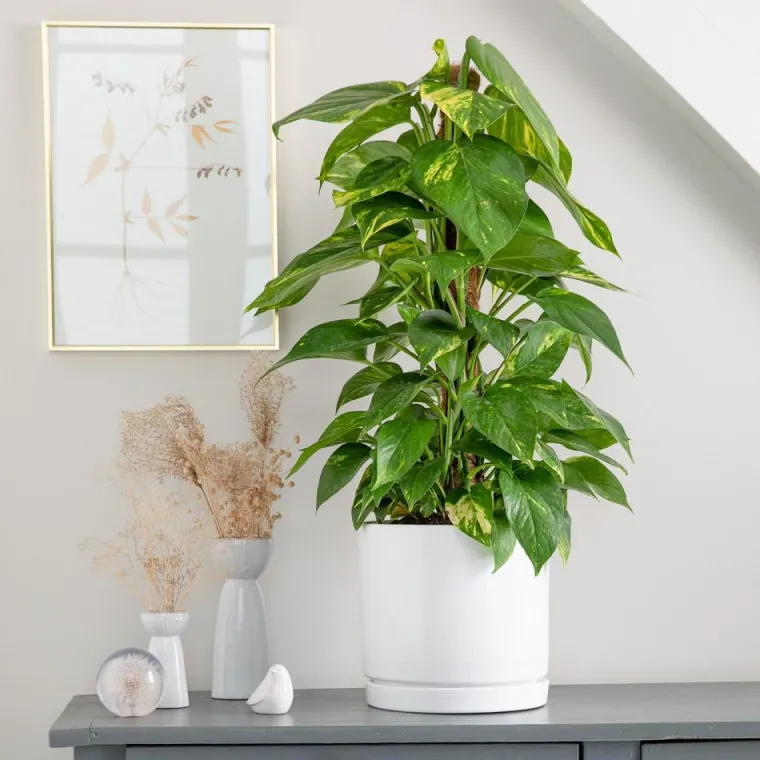 Discount BOTANIC® Pothos doré vert sur tuteur mousse en pot blanc émaillé . Le pot Ø 24 cm