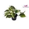 Outlet Pothos Marble Queen pot Ø12xH20 cm