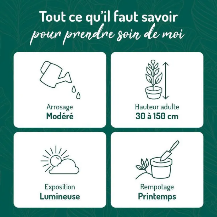 BOTANIC® Pothos pictus vert en pot blanc émaillé . Le pot Ø 15 cm