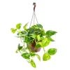 Clearance Pothos suspension Ø21xH50 cm