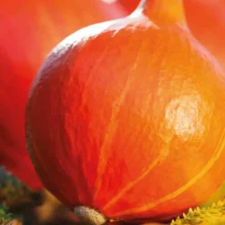 Sale BOTANIC® Potimarron Uchiki Kuri Bio. Le pot de 10,5 cm