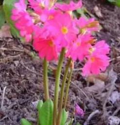 Online BOTANIC® Primevère rose godet 9x9 cm