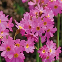 Online BOTANIC® Primevère rose godet 9x9 cm