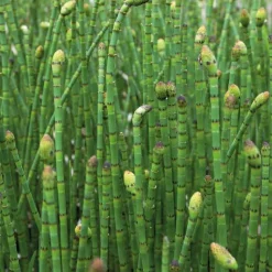 Outlet BOTANIC® Prêle des rivières godet 9x9 cm