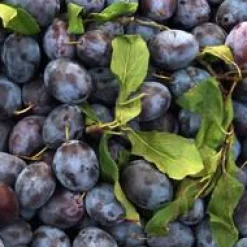 BOTANIC® Prunier Mirabelle De Nancy. Le pot de 12 litres, forme gobelet