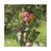Online BOTANIC® Prunier Mirabelle De Nancy Bio. Le pot de 12 litres, forme gobelet
