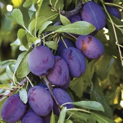 Sale BOTANIC® Prunier Quetsche D'Alsace. Le pot de 7,5 litres