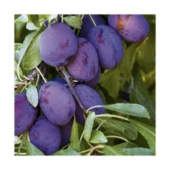 Sale BOTANIC® Prunier Quetsche D'Alsace Lr. Le pot de 15 litres