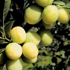 Hot BOTANIC® Prunier Reine Claude Doree. Le pot de 7,5 litres