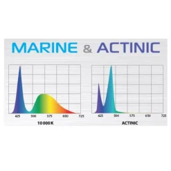 BLUE CORAL Rampe LED aquarium eau de mer Leddy Slim Duo Marine & Actinic 2.0 | Blanc 10 W - AQUAEL