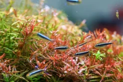 New BLUE CORAL Rampe LED spéciale aquarium eau douce, TWINSTAR - modèle Light 80A II