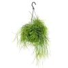 Discount Rhipsalis Cassutha suspension Ø14xH40 cm