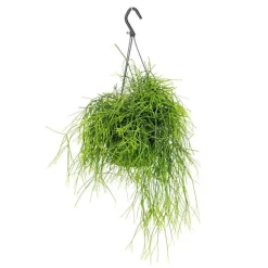Discount Rhipsalis Cassutha suspension Ø14xH40 cm