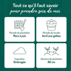 Clearance BOTANIC® Rhubarbe Bio. Le pot de 2,5 litres