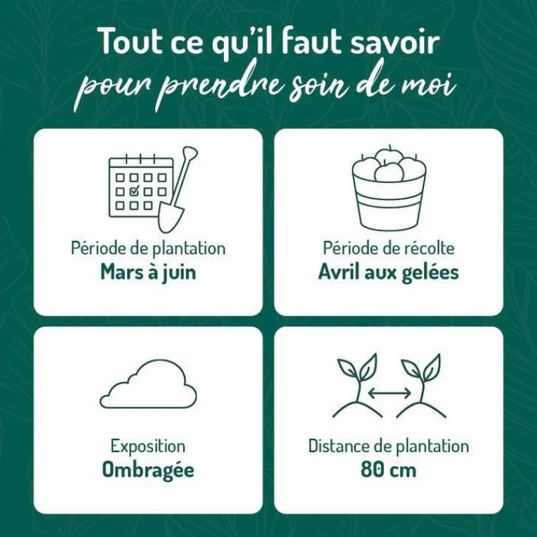 Clearance BOTANIC® Rhubarbe Bio. Le pot de 2,5 litres