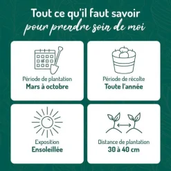 Outlet BOTANIC® Romarin Officinal Bio. Le pot de 2,5 litres