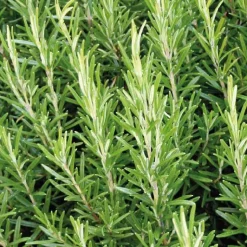 Outlet BOTANIC® Romarin Officinal Bio. Le pot de 1 litre