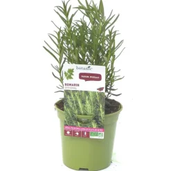 Outlet BOTANIC® Romarin Officinal Bio. Le pot de 1 litre
