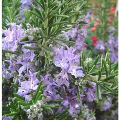 Best BOTANIC® Romarin Officinal Bio. Le pot de 2,5 litres