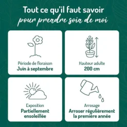 Hot BOTANIC® Rose Trémière Rose - Le pot de 9 x 9 cm