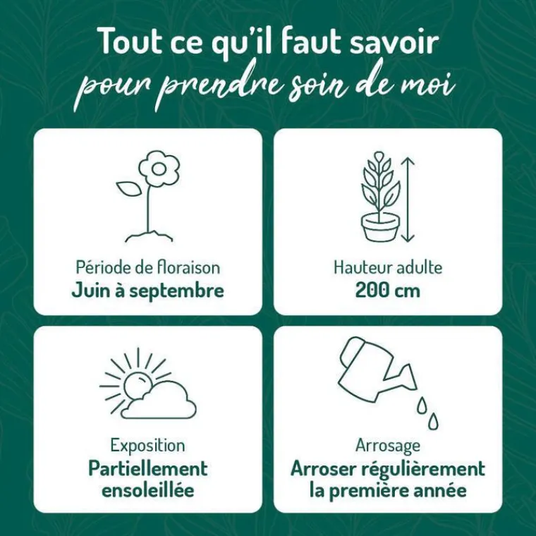 Hot BOTANIC® Rose Trémière Rose - Le pot de 9 x 9 cm