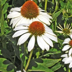 Sale BOTANIC® Rudbéckia blanc - Le pot de 9 x 9 cm