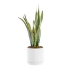 Best BOTANIC® Sansevieria Laurentii vert en pot blanc émaillé . Le pot Ø 24 cm