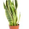 Best Sansevieria Trifasciata Laurentii pot Ø14xH55 cm