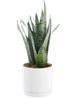 Best BOTANIC® Sansevieria Zeylanica vert en pot blanc émaillé . Le pot Ø 24 cm