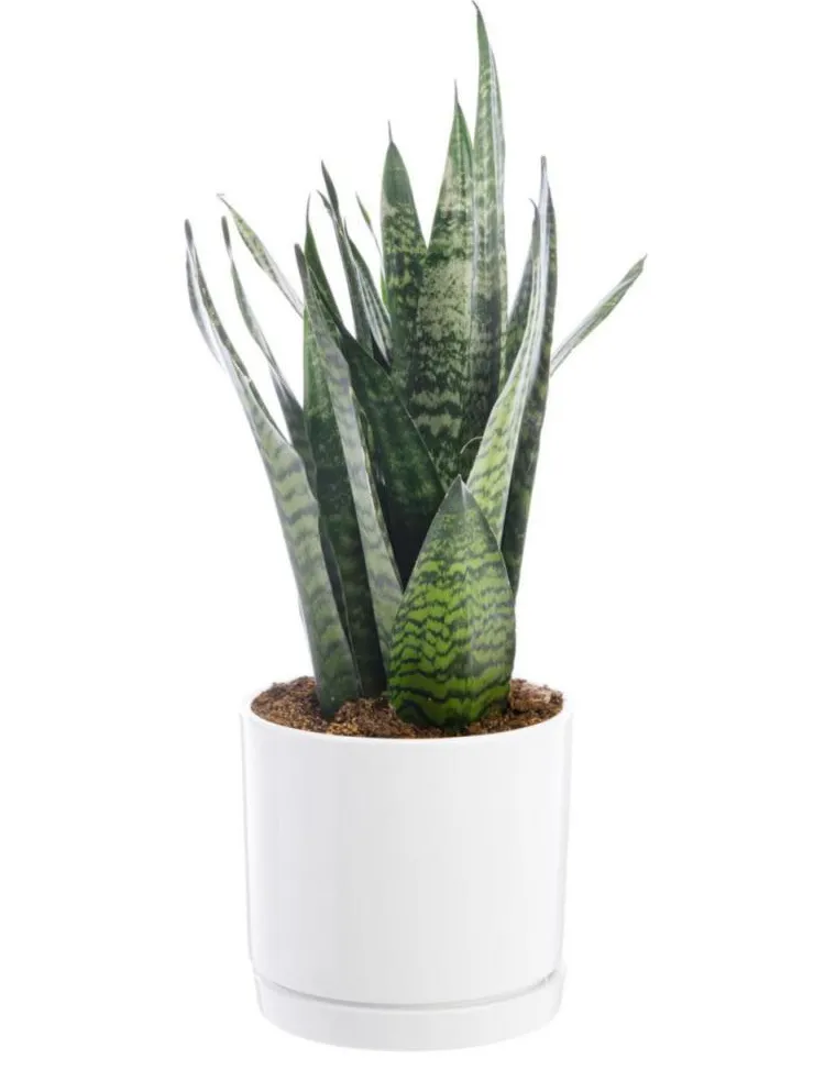 Best BOTANIC® Sansevieria Zeylanica vert en pot blanc émaillé . Le pot Ø 24 cm