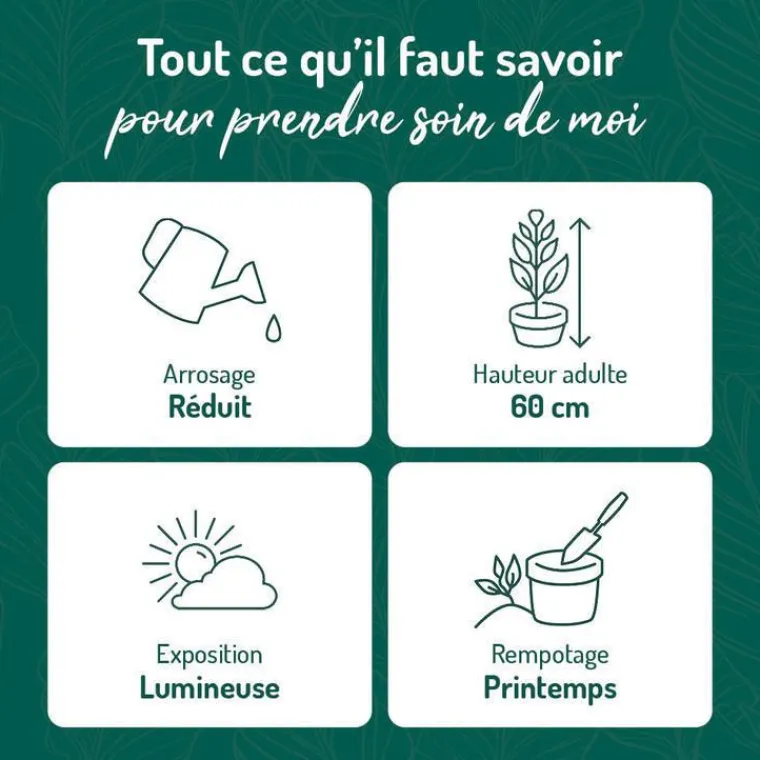 Best BOTANIC® Sansevieria Zeylanica vert en pot blanc émaillé . Le pot Ø 24 cm