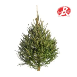 Best Sapin de Noël naturel coupé Label Rouge Picea Excelsa