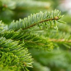 BOTANIC® Sapin de Noël naturel en pot Nordmann