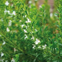 Outlet BOTANIC® Sarriette Bio. Le pot de 2,5 litres