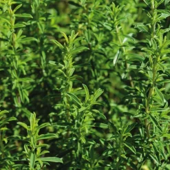 Outlet BOTANIC® Sarriette Bio. Le pot de 2,5 litres