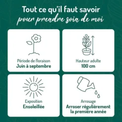 Outlet BOTANIC® Sauge Arbustive - Le pot de 9 x 9 cm