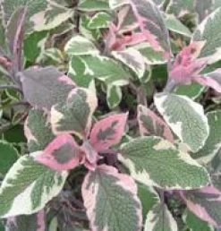 BOTANIC® Sauge Officinale Pourpre Bio. Le pot de 2,5 litres