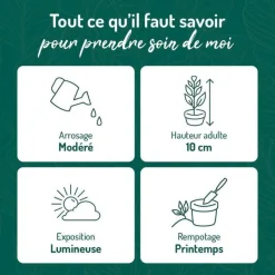 BOTANIC® Saxifraga Stolonifera Tricolor - Ø 15 cm