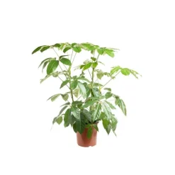 New Schefflera Actinophylla Amate ou Arbre parapluie pot Ø21 cm