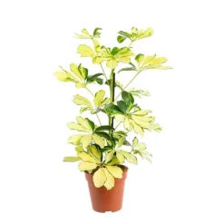 Clearance Schefflera Melanie pot Ø13xH45 cm