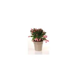 Sale Schlumbergera avec cache-pot