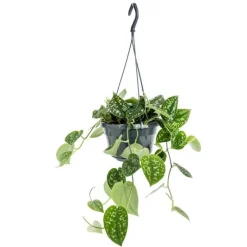 Discount Scindapsus Pictus suspension Ø14xH40 cm