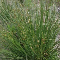 Hot BOTANIC® Scirpe Jonc godet 9x9 cm