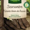 New VILMORIN Scorsonère Géante Noire de Russie - graines à semer