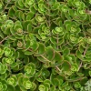 Hot Sedum de Chine 'Coral Reef' - Le pot de 1 litre