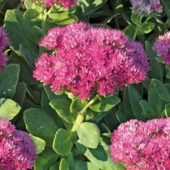 Online BOTANIC® Sedum Spectabile - Le pot de 9 x 9 cm