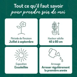 Online BOTANIC® Sedum Spectabile - Le pot de 9 x 9 cm