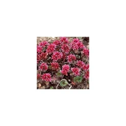 Online Sedum Spurium - La barquette de 6 plants