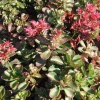 Clearance Sedum Spurium - Le pot de 1 litre